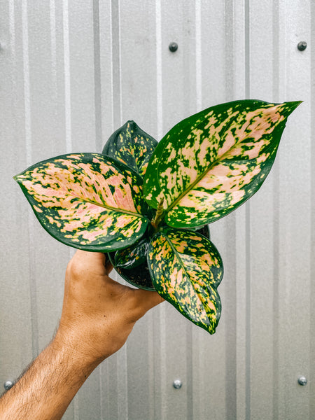 aglaonema carina 4" Aglaonema 'Katrina'