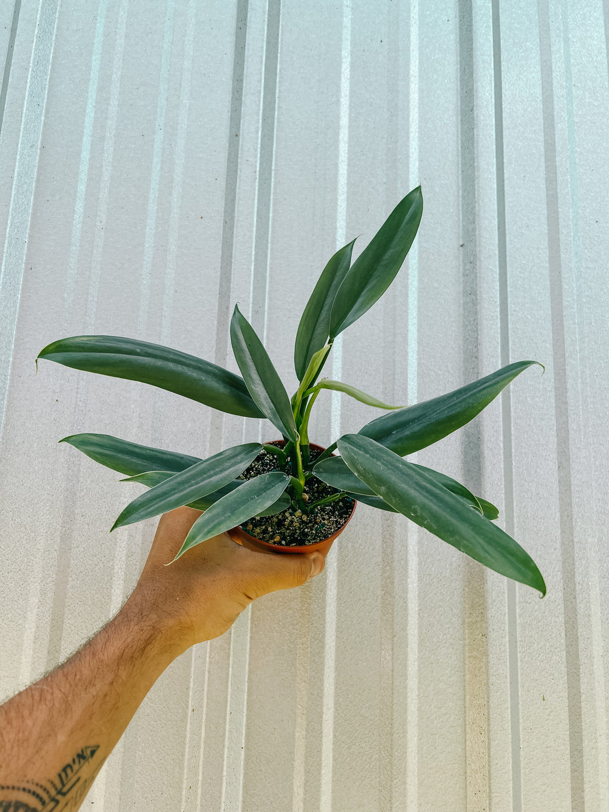4" Philodendron 'Silver Sword' (Narrow Form)