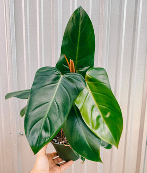 6" Philodendron 'Red Emerald'