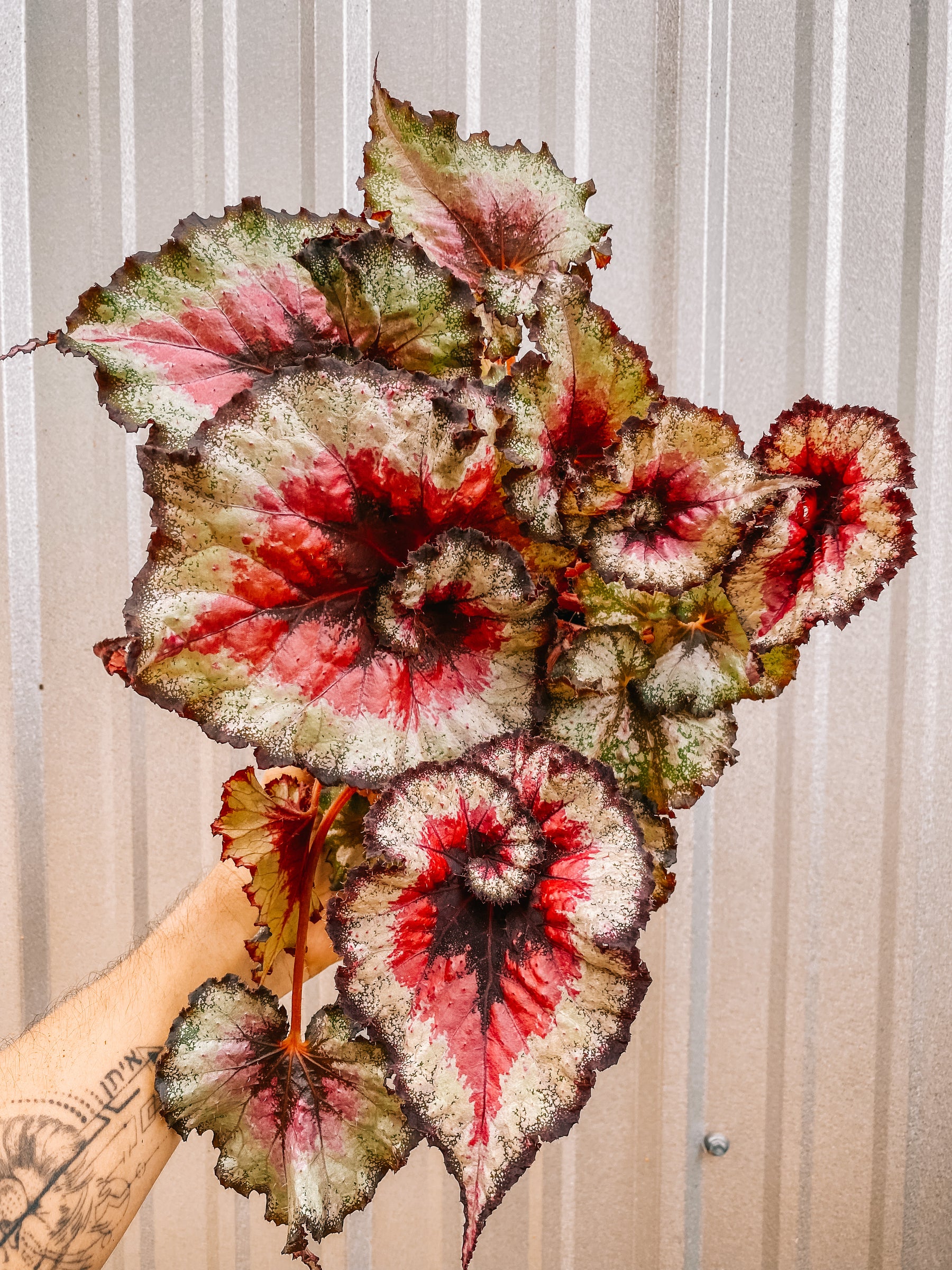 6" Begonia 'Harmony's Taste of Poison'