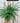 6" Chlorophytum Comosum 'Reverse Variegated Spider Plant'