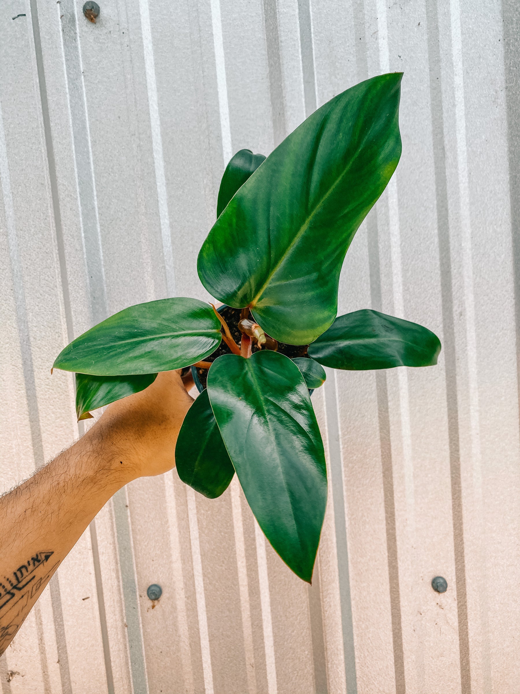 4" Philodendron 'Red Emerald'