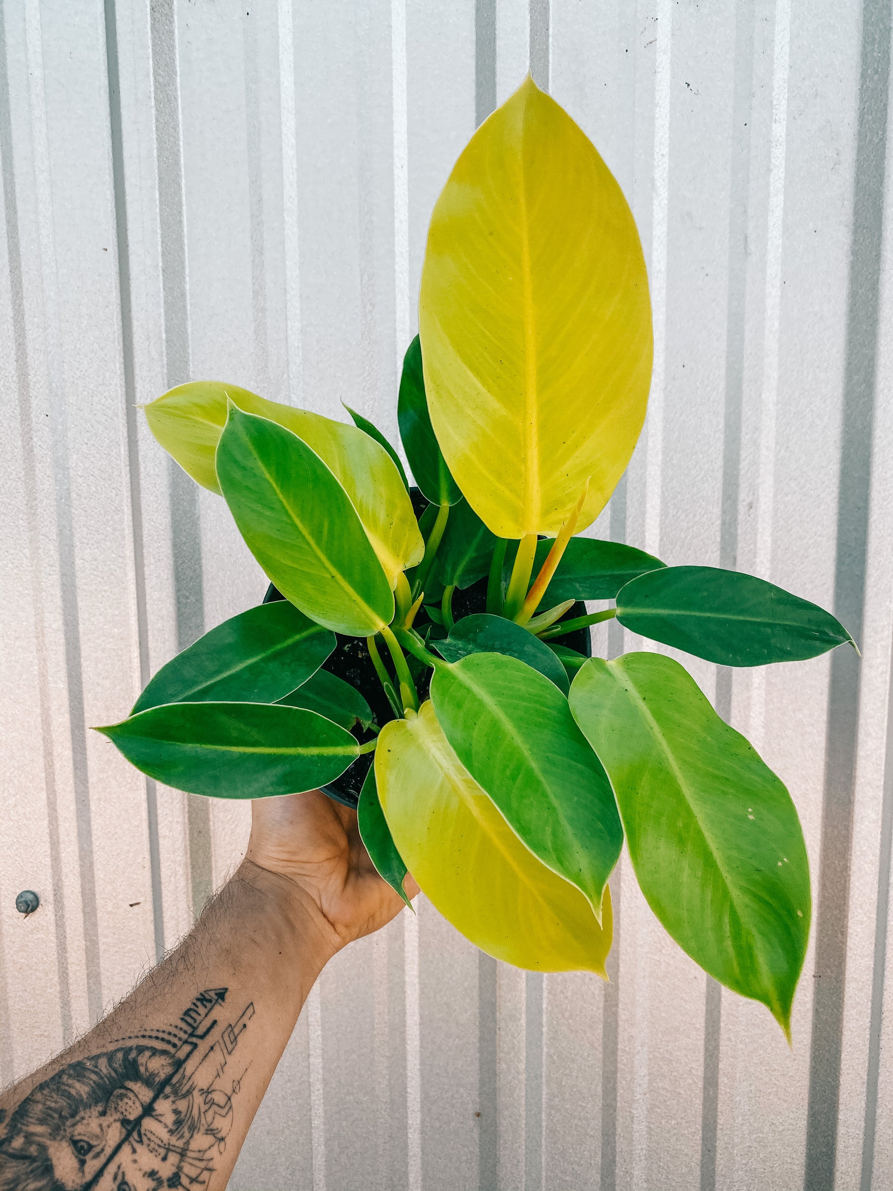 philodendron moonlight