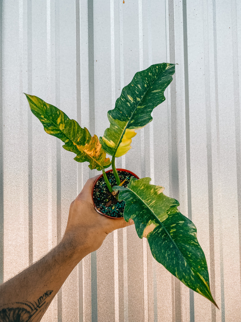 4" Philodendron ‘Ring of Fire’