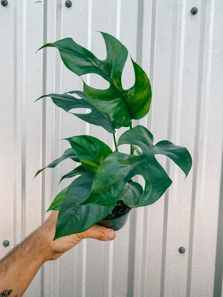 4 Monstera 'Thai Constellation' – BWH Plant Co