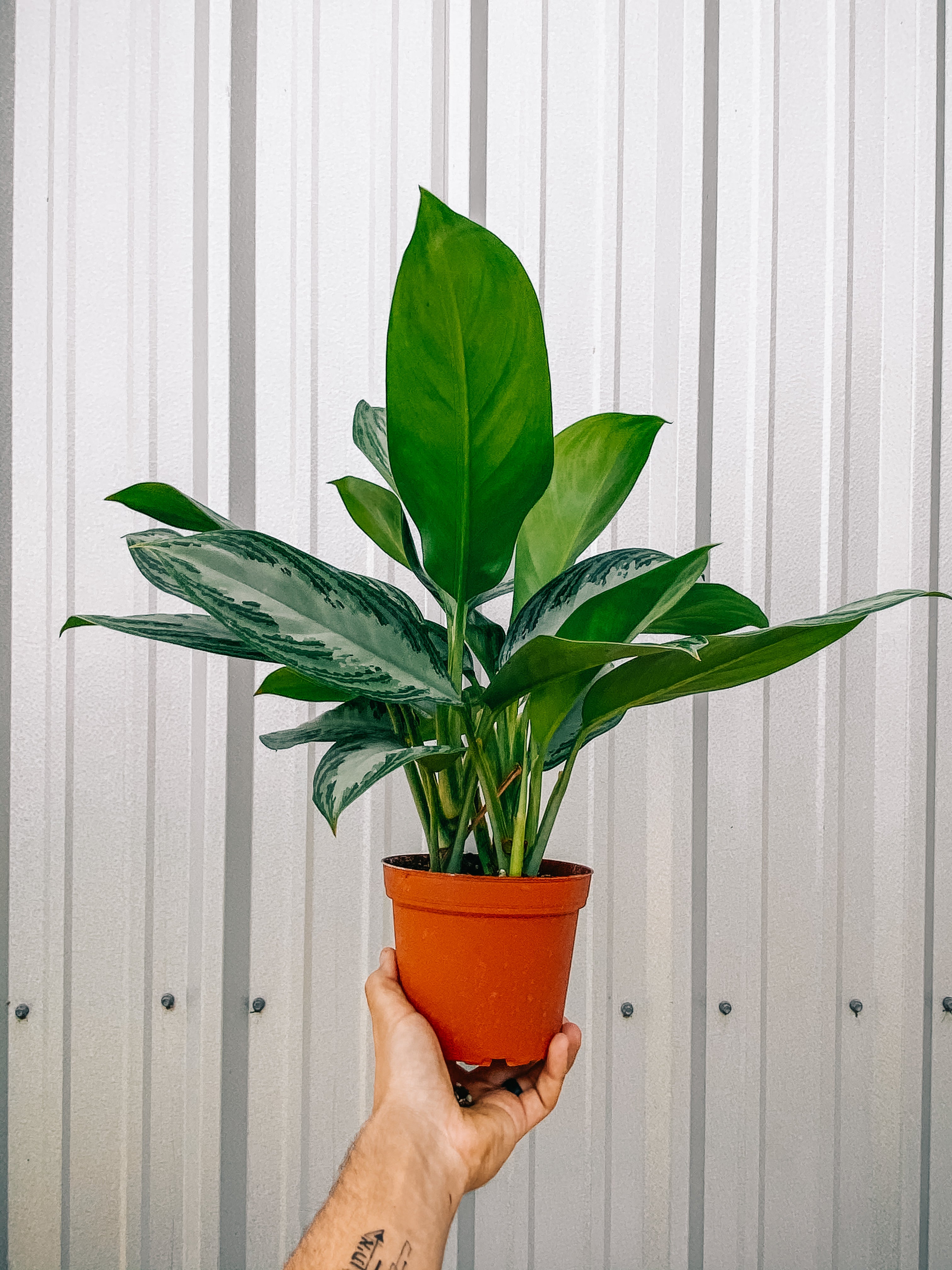 aglaonema silver bay wikipedia 6" Aglaonema 'Silver Bay' – BWH Plant Co
