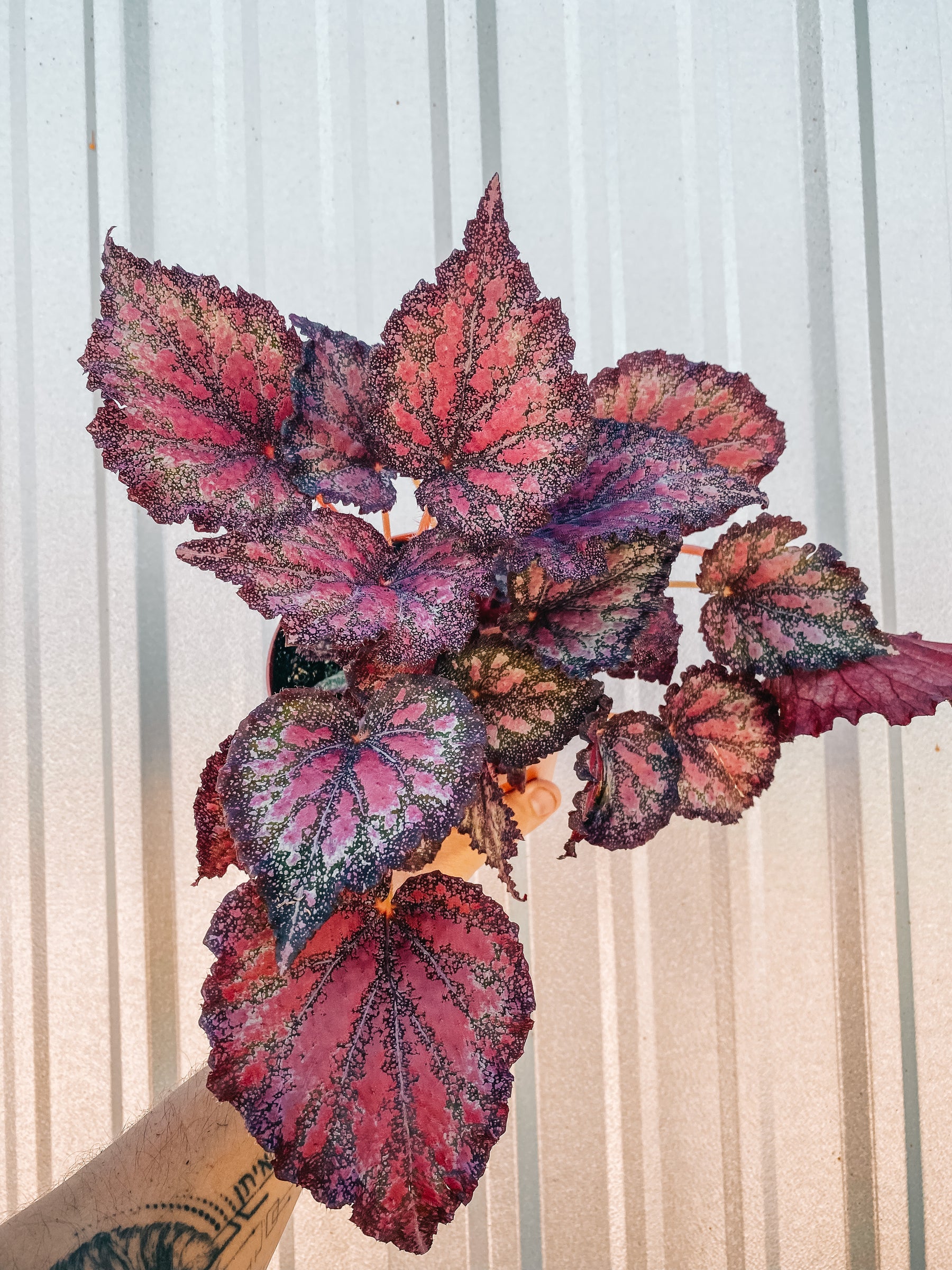 6" Begonia 'Harmony's Stained Glass'