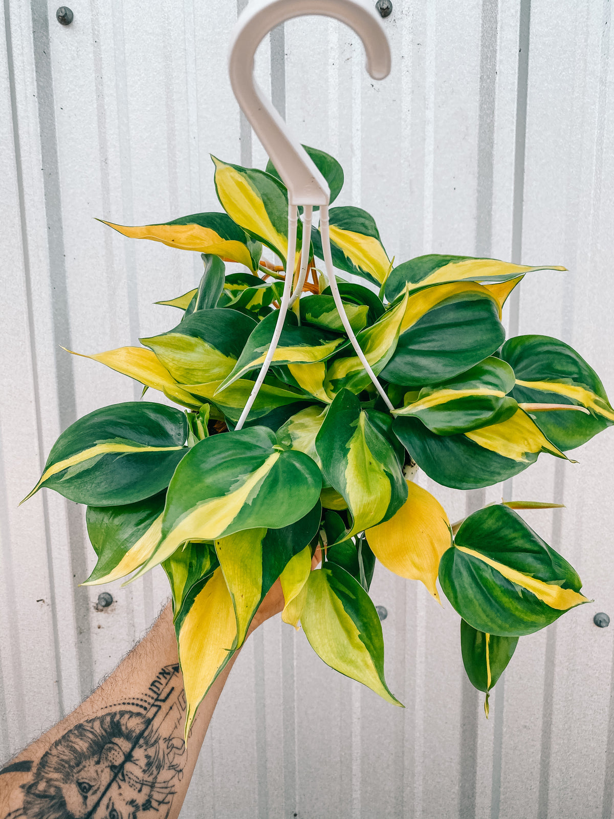 6" Philodendron ‘Brasil’ (hanging basket)