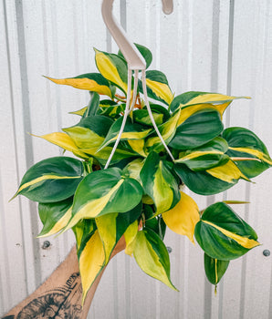 6" Philodendron ‘Brasil’ (hanging basket)