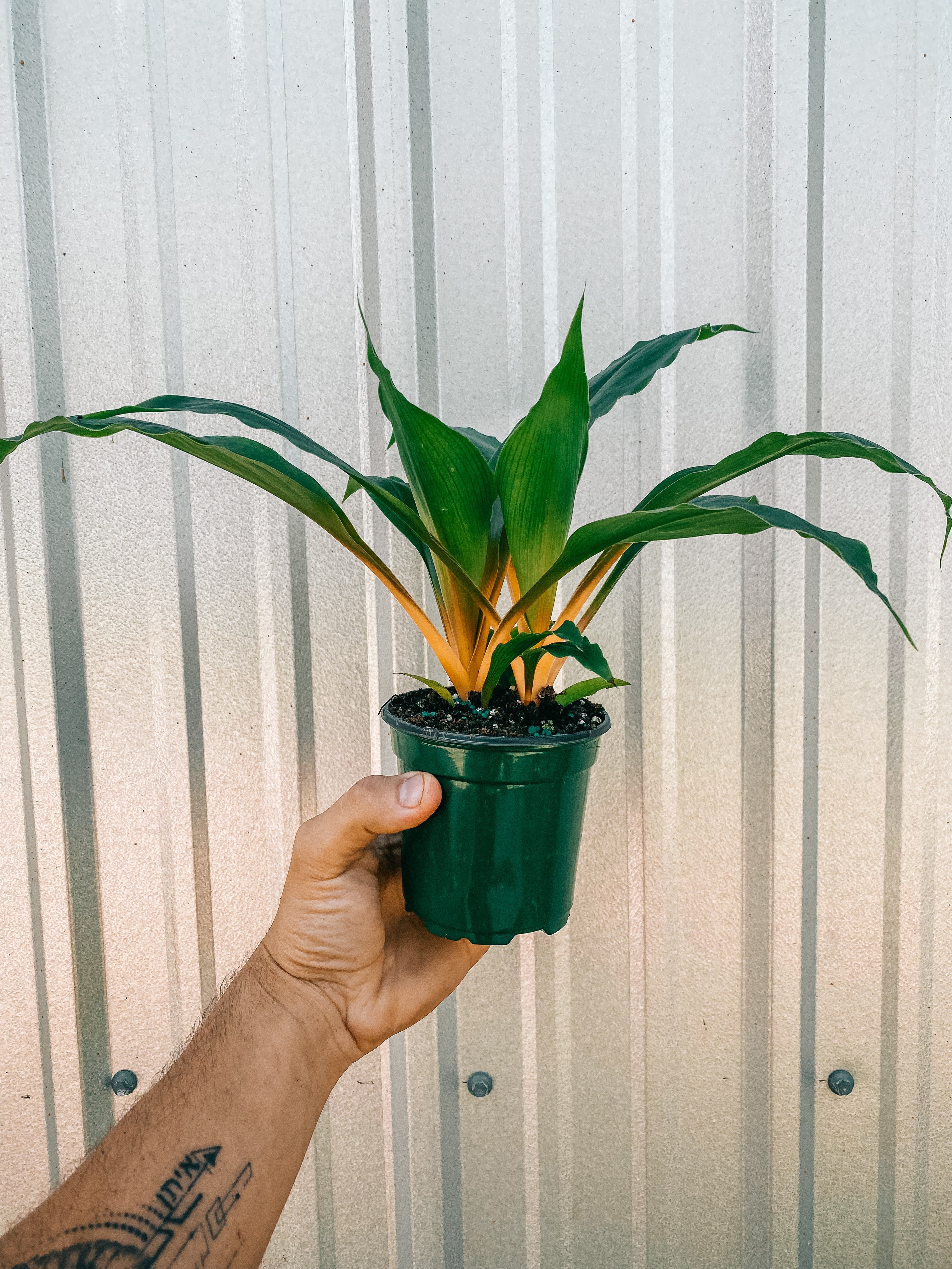 chlorophytum truffaut 4" Chlorophytum Orchidastrum 'Fire Flash'