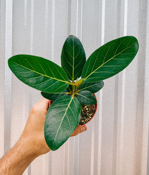 4" Ficus 'Audrey'
