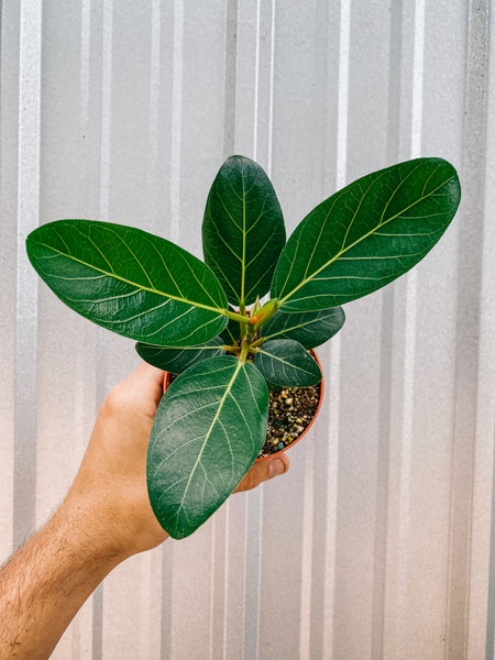 ficus audrey denver 4" Ficus 'Audrey' – BWH Plant Co