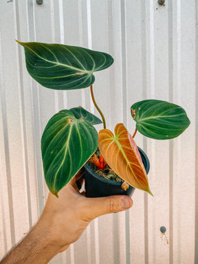 4" Philodendron ‘El Choco Red'