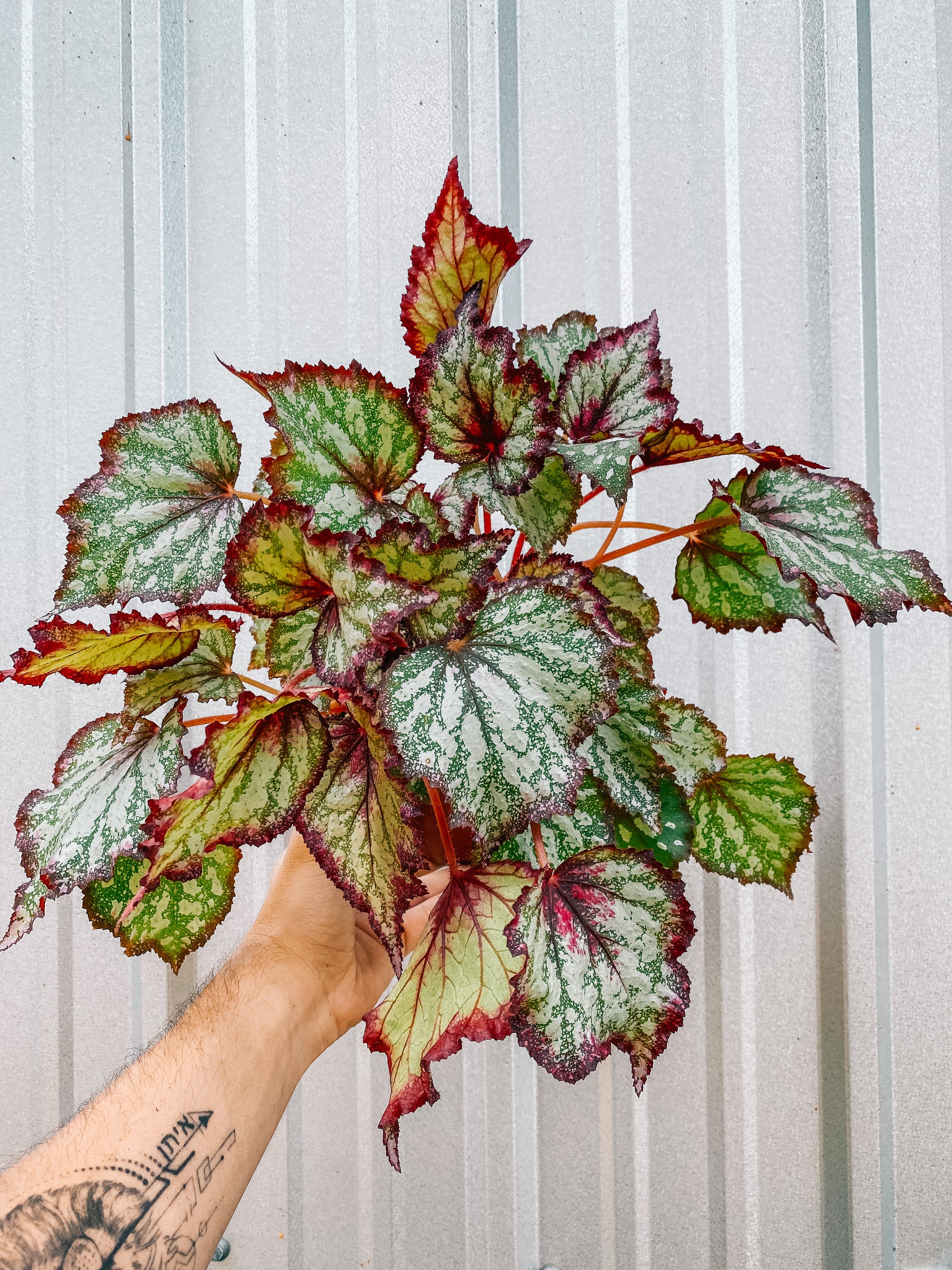 6" Begonia 'Ring of Fire'