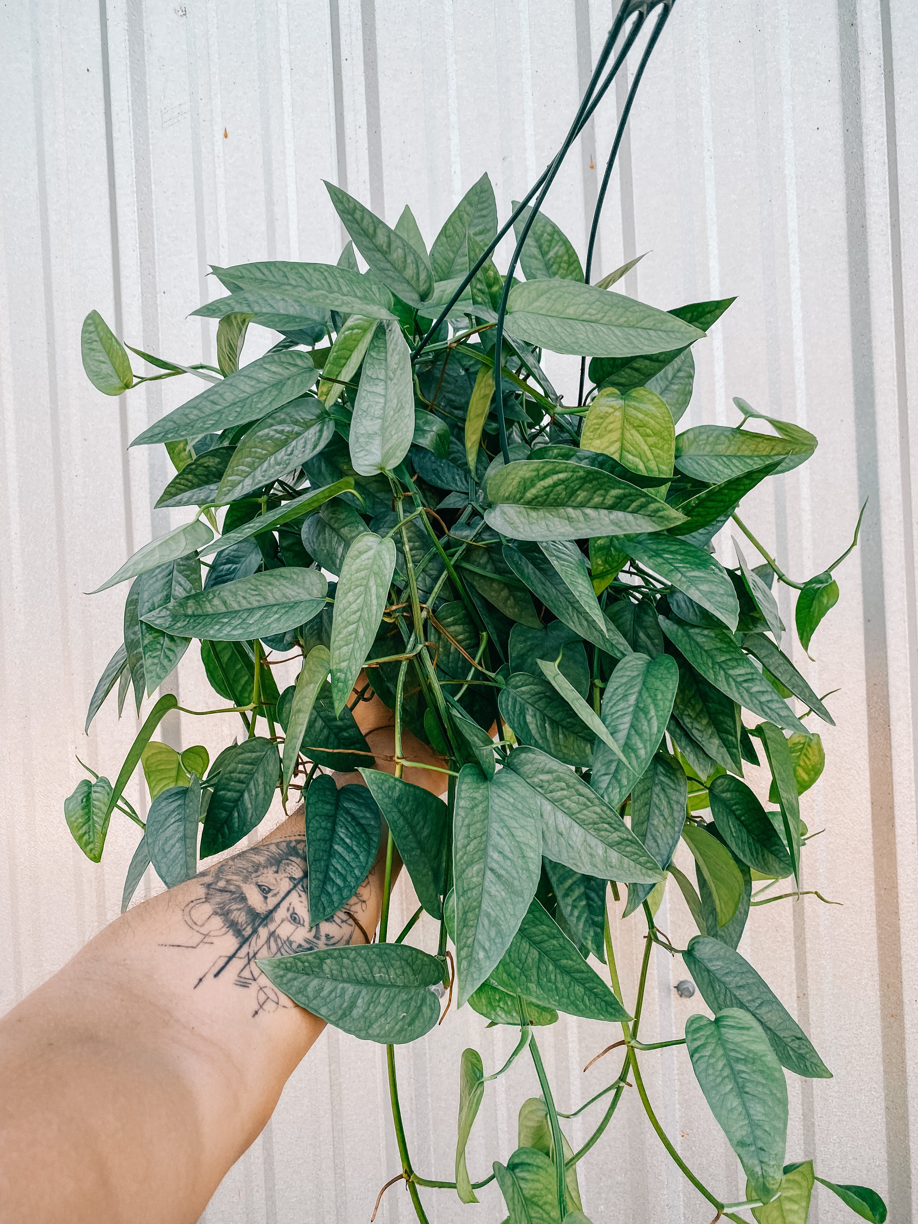 blue hanging plants 8" Epipremnum 'Cebu Blue' (Hanging Basket) – BWH Plant Co