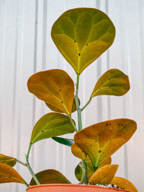 4" Ficus 'Deltoidea' (Mistletoe Fig)