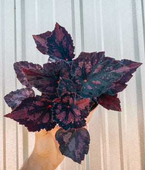 6" Begonia 'Harmony's Black Beauty'