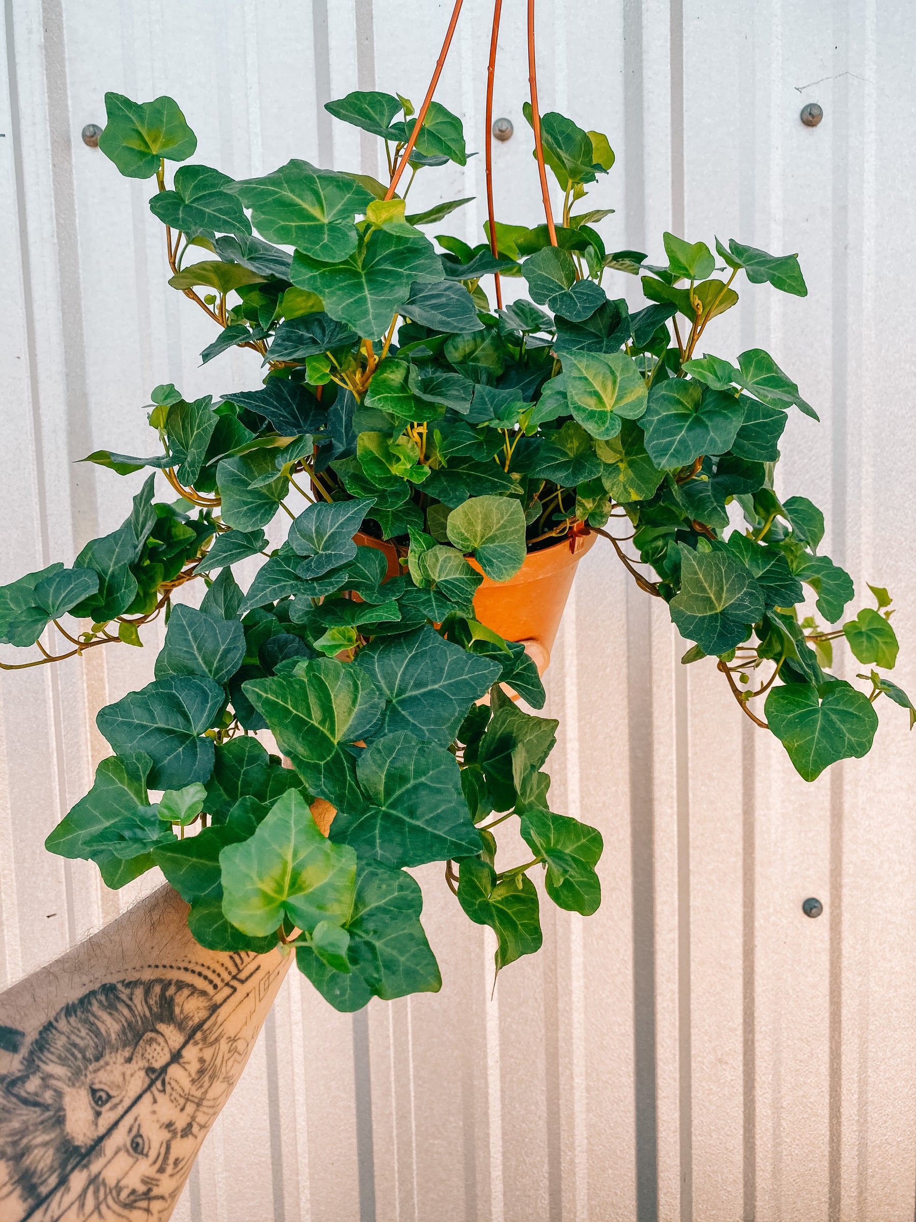 6" English Ivy 'Green' (Hanging Basket)