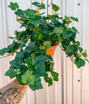 6" English Ivy 'Green' (Hanging Basket)