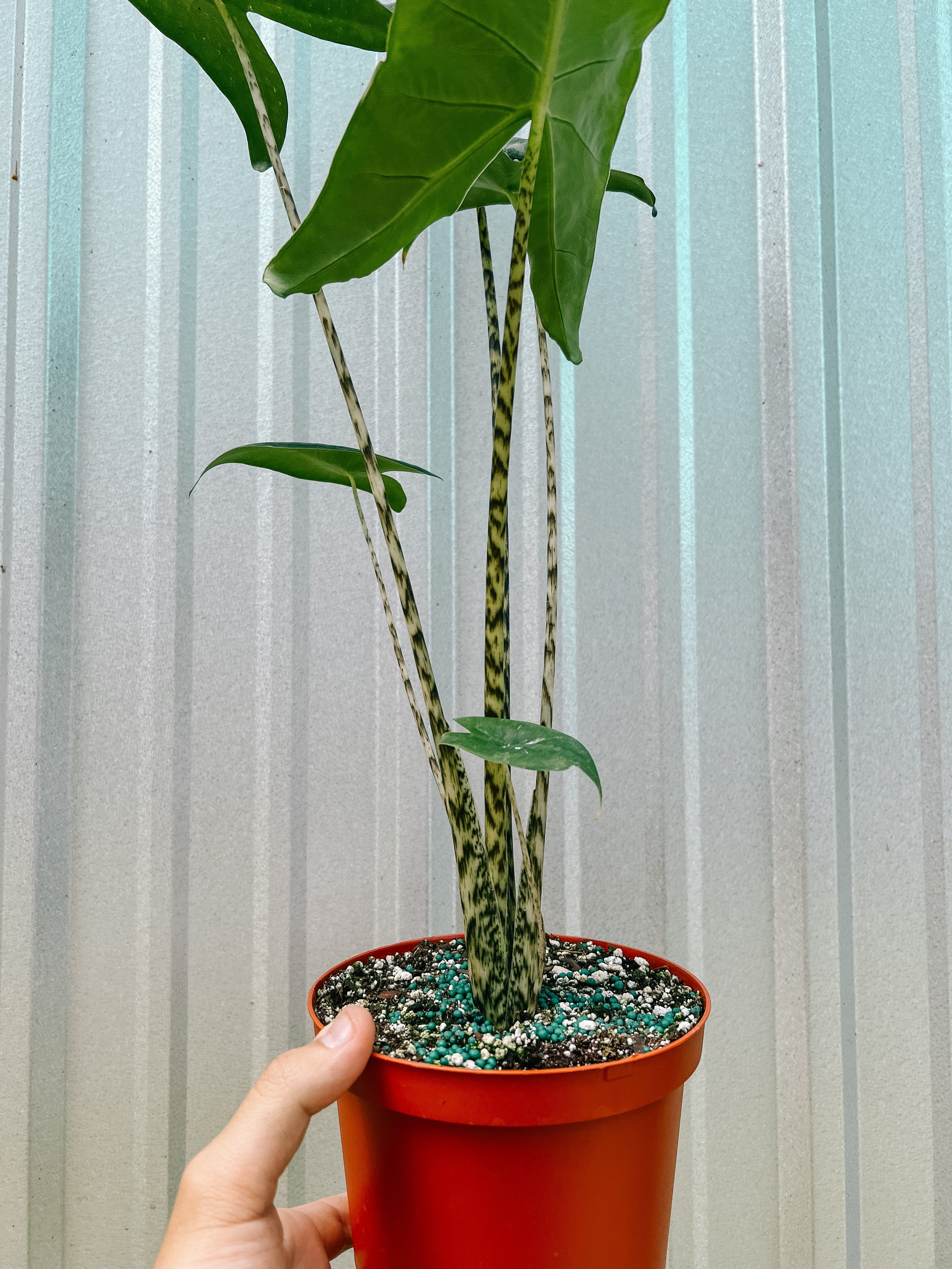 elephant ear zebra plant 6" Alocasia 'Zebrina'