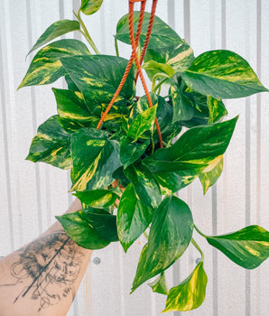 6" Pothos 'Golden Hi Color' (Hanging Basket)