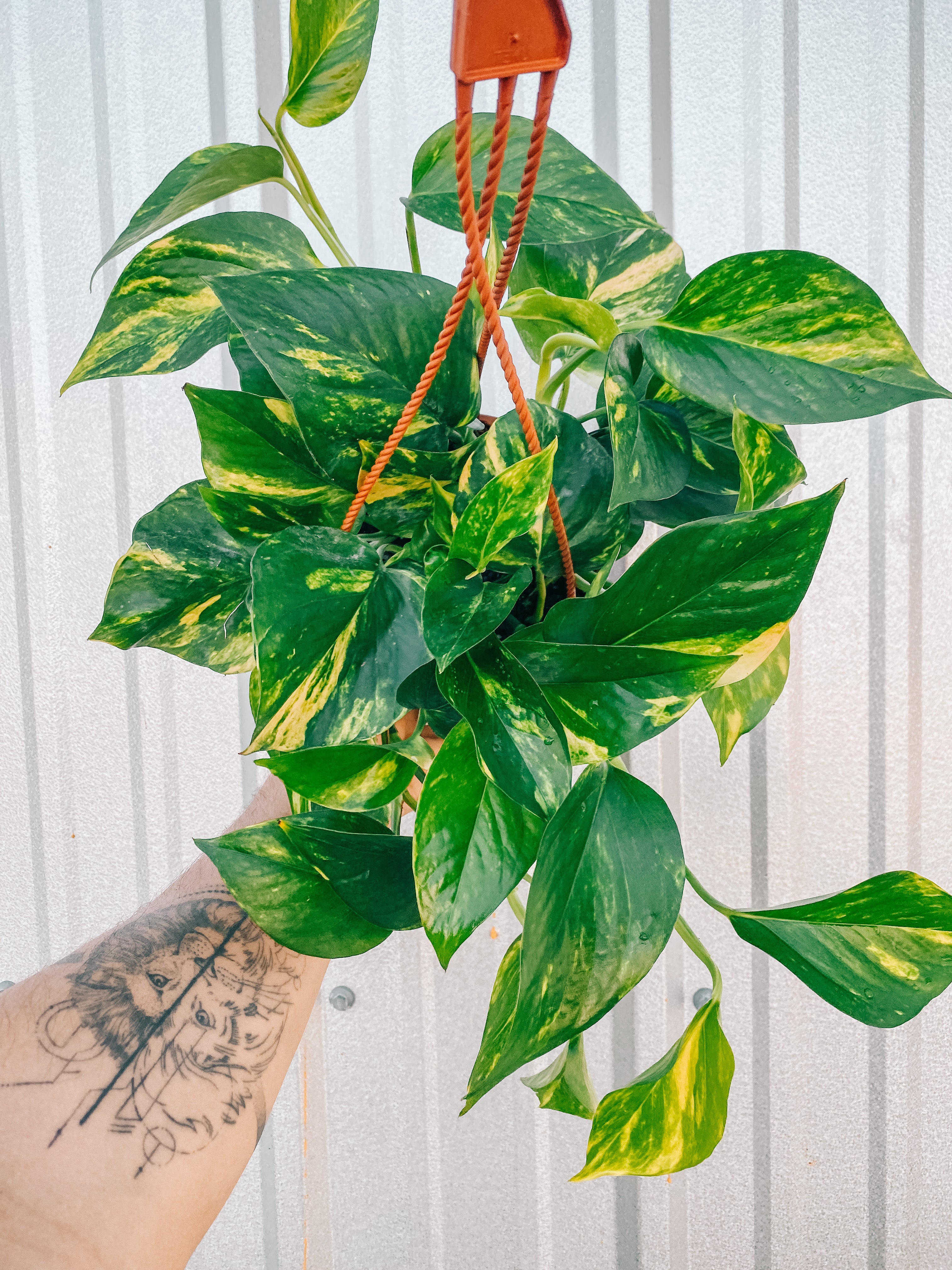 golden pothos yellow leaves 6" Pothos 'Golden Hi Color' (Hanging Basket)