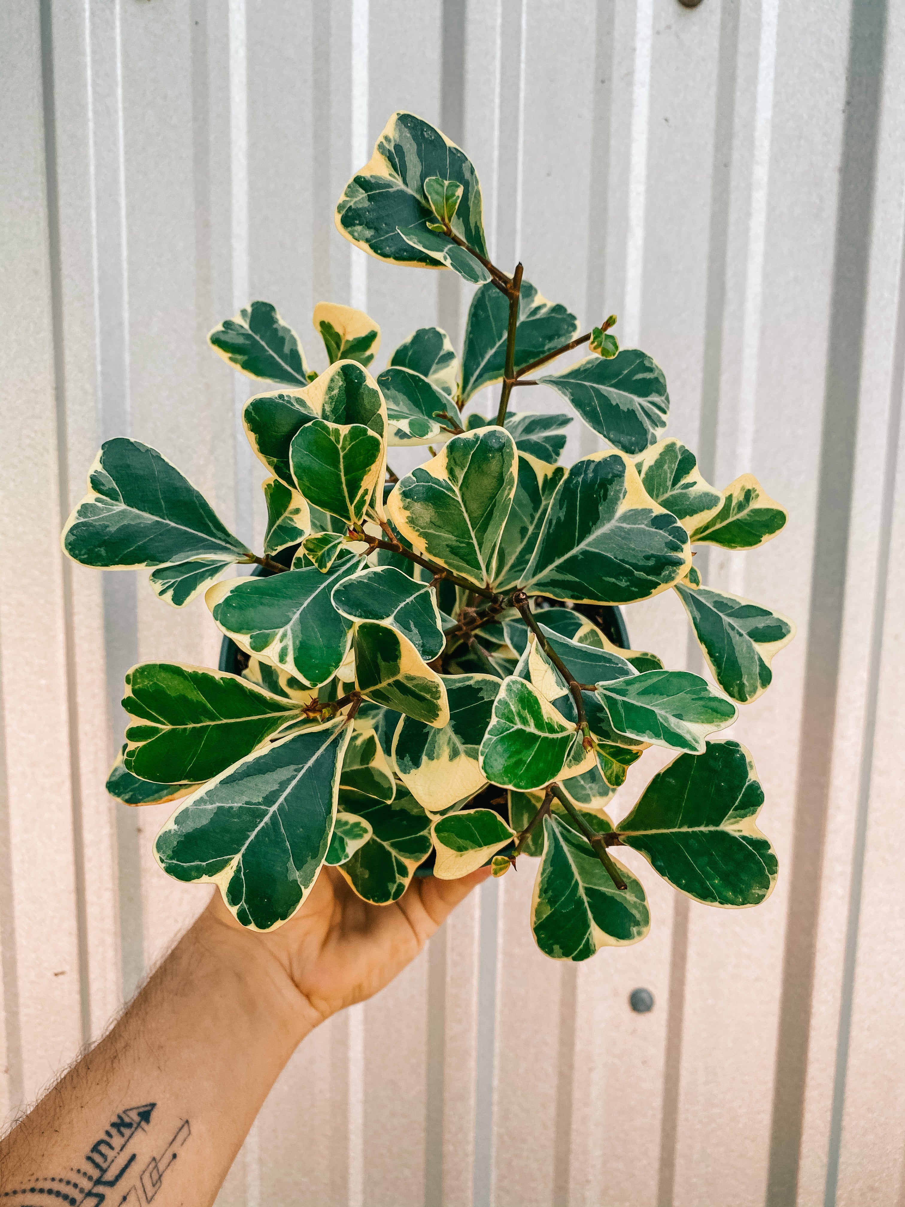 is ficus triangularis an indoor plant 6" Ficus Triangularis Variegated – BWH Plant Co