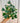 6" Ficus Triangularis Variegated