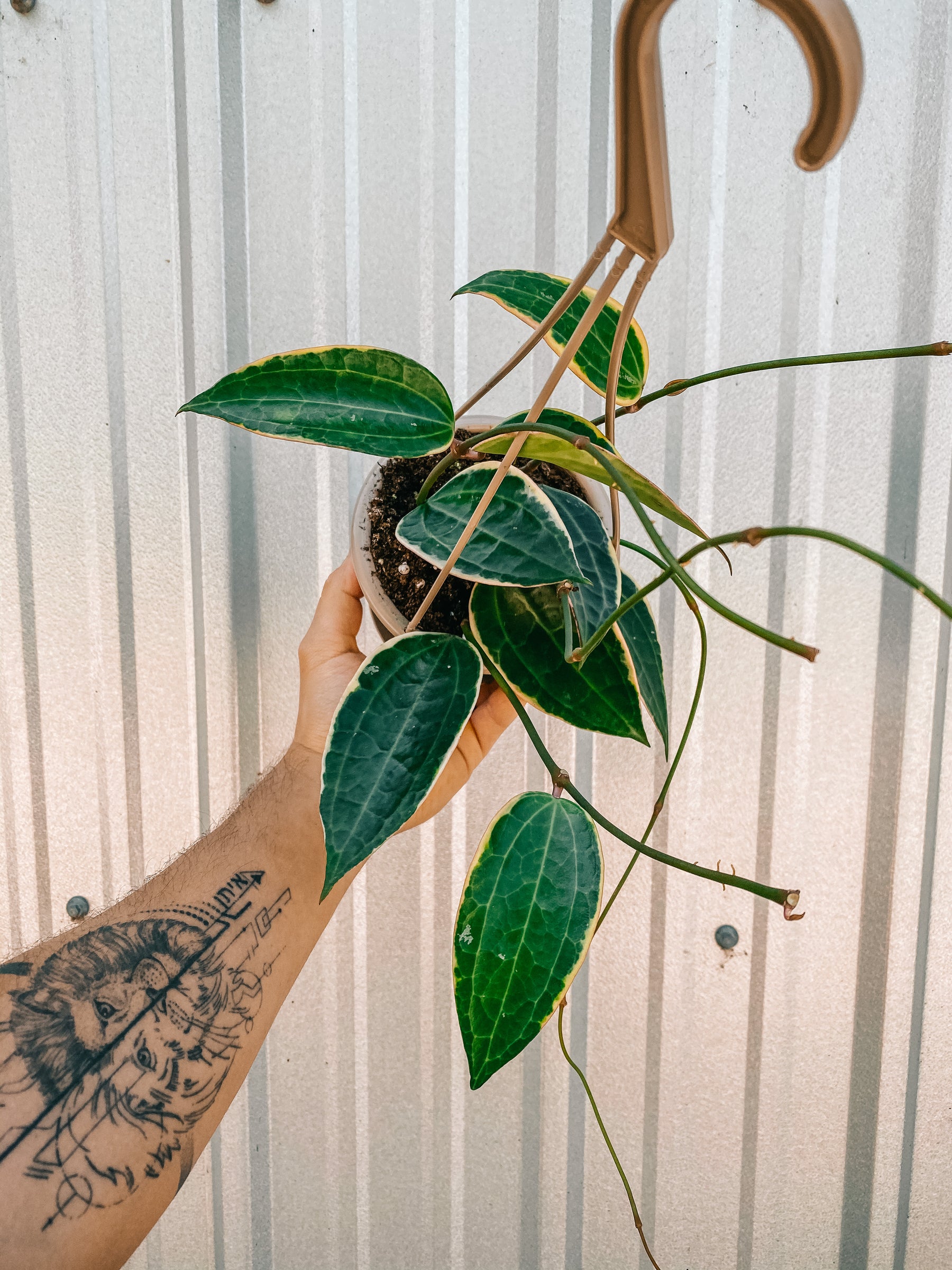 4.5" Variegated Hoya ‘Macrophylla' (Hanging Basket)