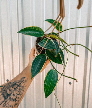 4.5" Variegated Hoya ‘Macrophylla' (Hanging Basket)