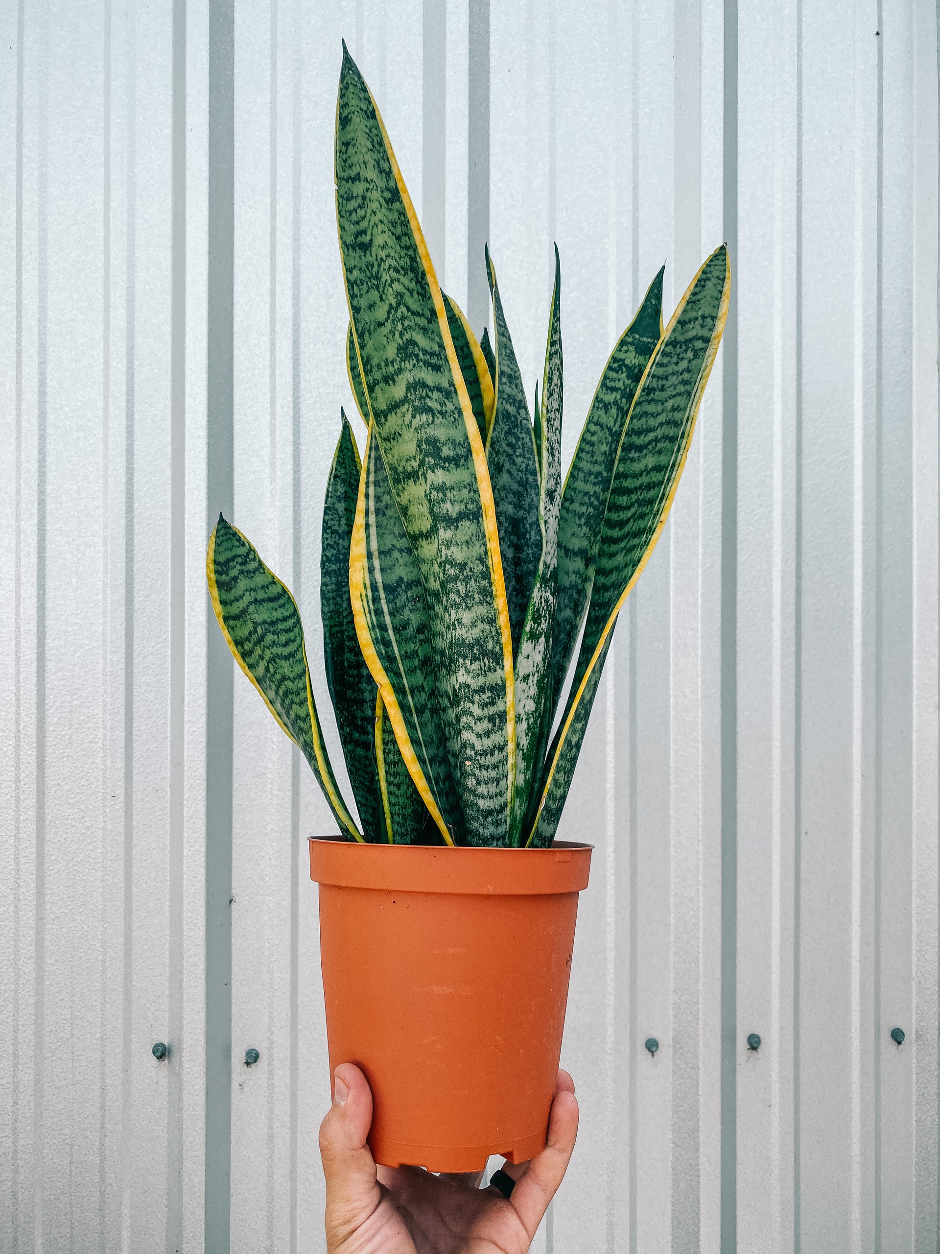 6” Sansevieria 'Laurentii'
