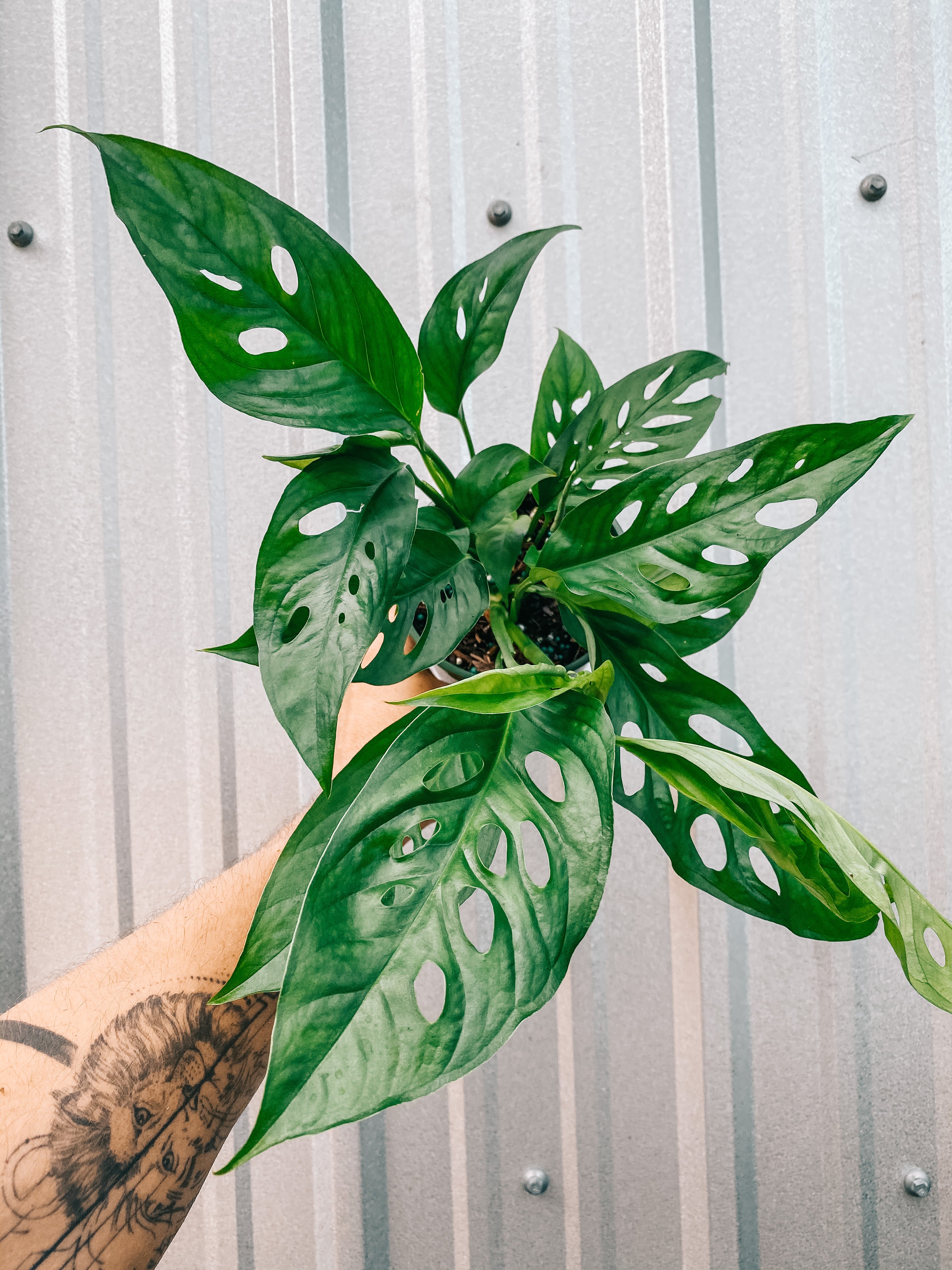 Monstera – BWH Plant Co