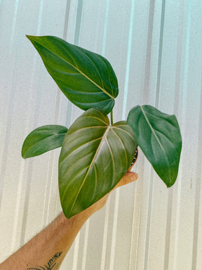 4" Philodendron 'Summer Glory'