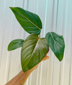 4" Philodendron 'Summer Glory'