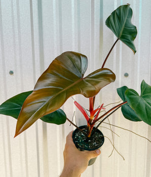5" Philodendron 'Anderson Red'