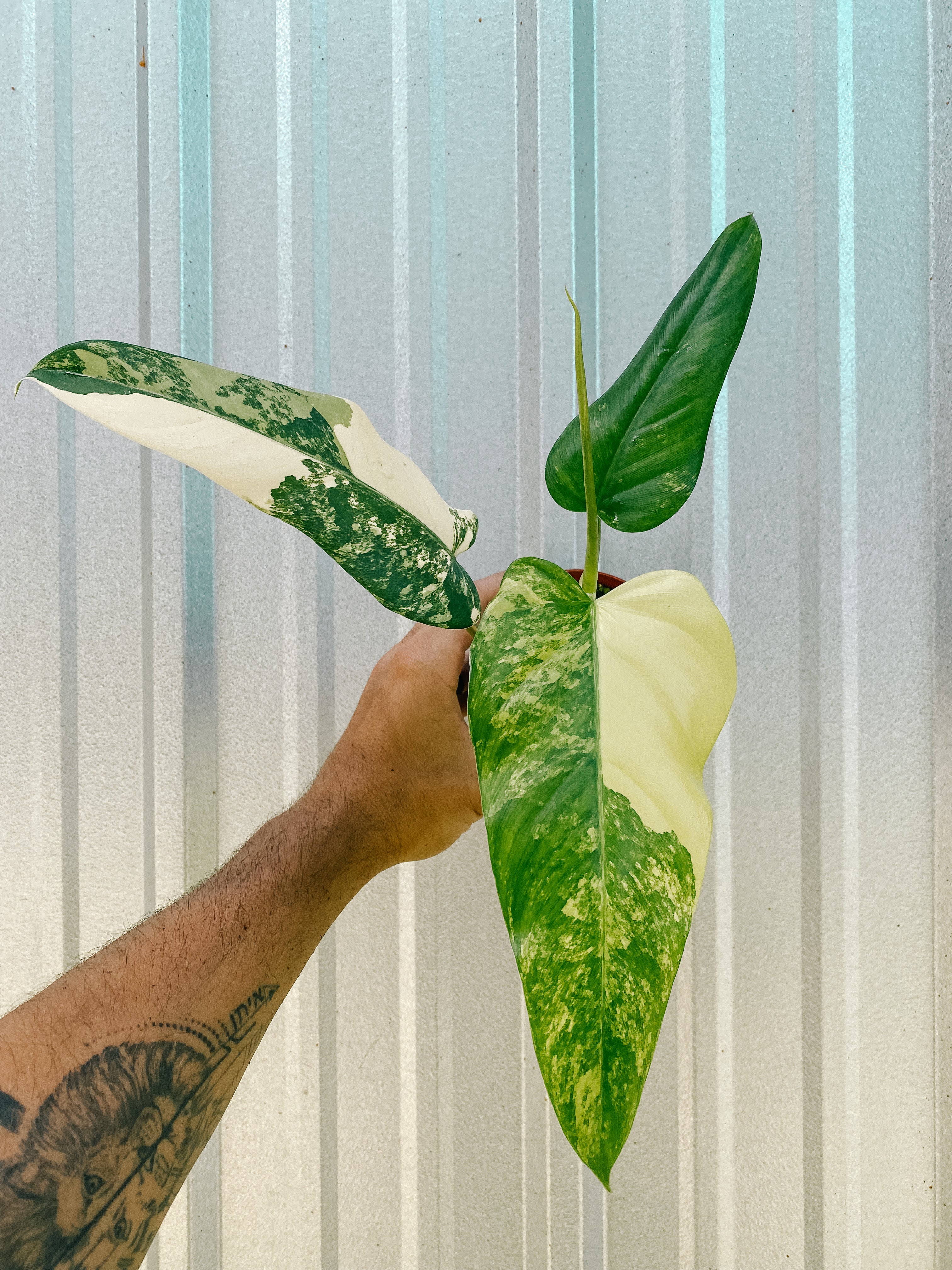 philodendron domesticum variegata for sale 4" Variegated Philodendron 'Domesticum'