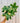 6" Variegated Fatshedera Sp. (Variegated Tree Ivy)
