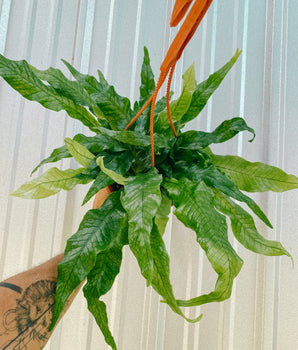 6" Microsorum Musifolium 'Crocodile Fern'