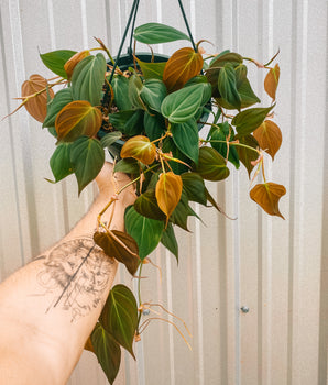 8" Philodendron 'Micans' (Hanging Basket)