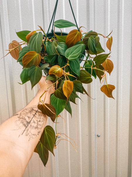 Wekiva Foliage Philodendron Micans Hanging Basket Live Plant in 4 in.  Hanging Pot Philodendron Micans Florist Quality Indoor 6L-6T7S-WBKA - The Home  Depot