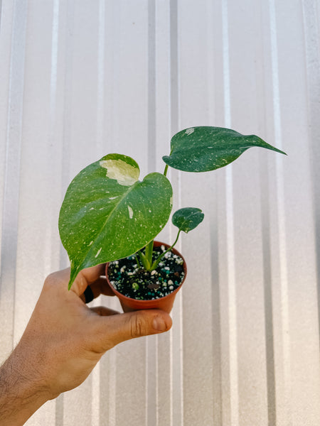 4 Monstera 'Thai Constellation'  Rare Tropical Plants For Sale