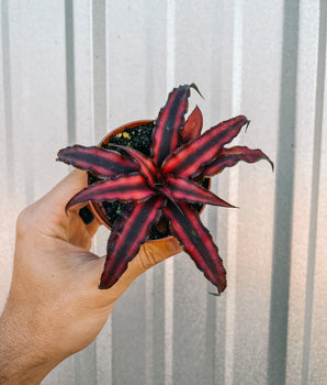 3" Cryptanthus 'Red Ruby'