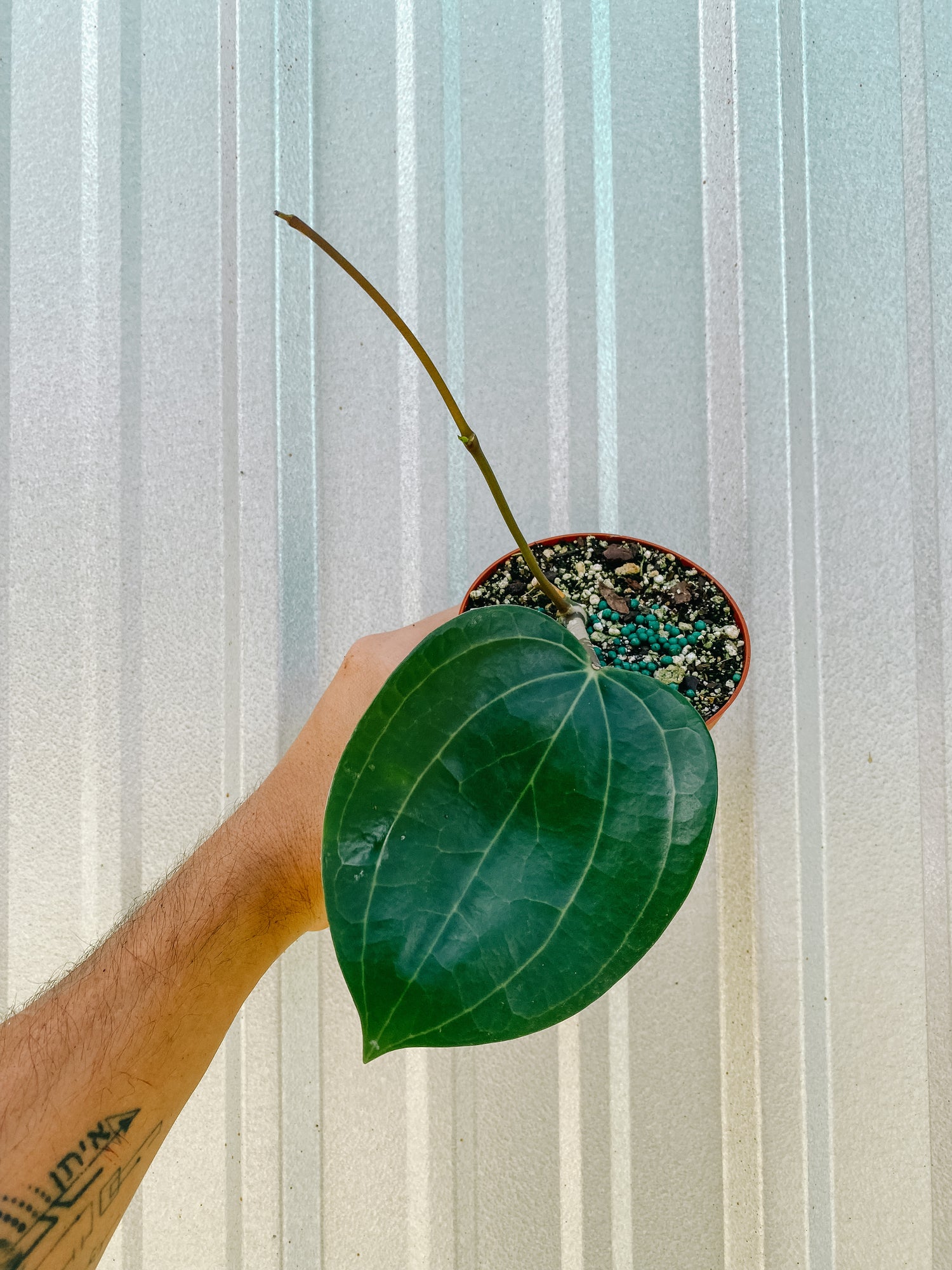 4" Hoya 'Latifolia' "Dinner Plate"