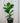 6" Ficus Lyrata ‘Little Sunshine’