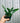 4" Epiphyllum Anguliger ‘Ric Rac Cactus’