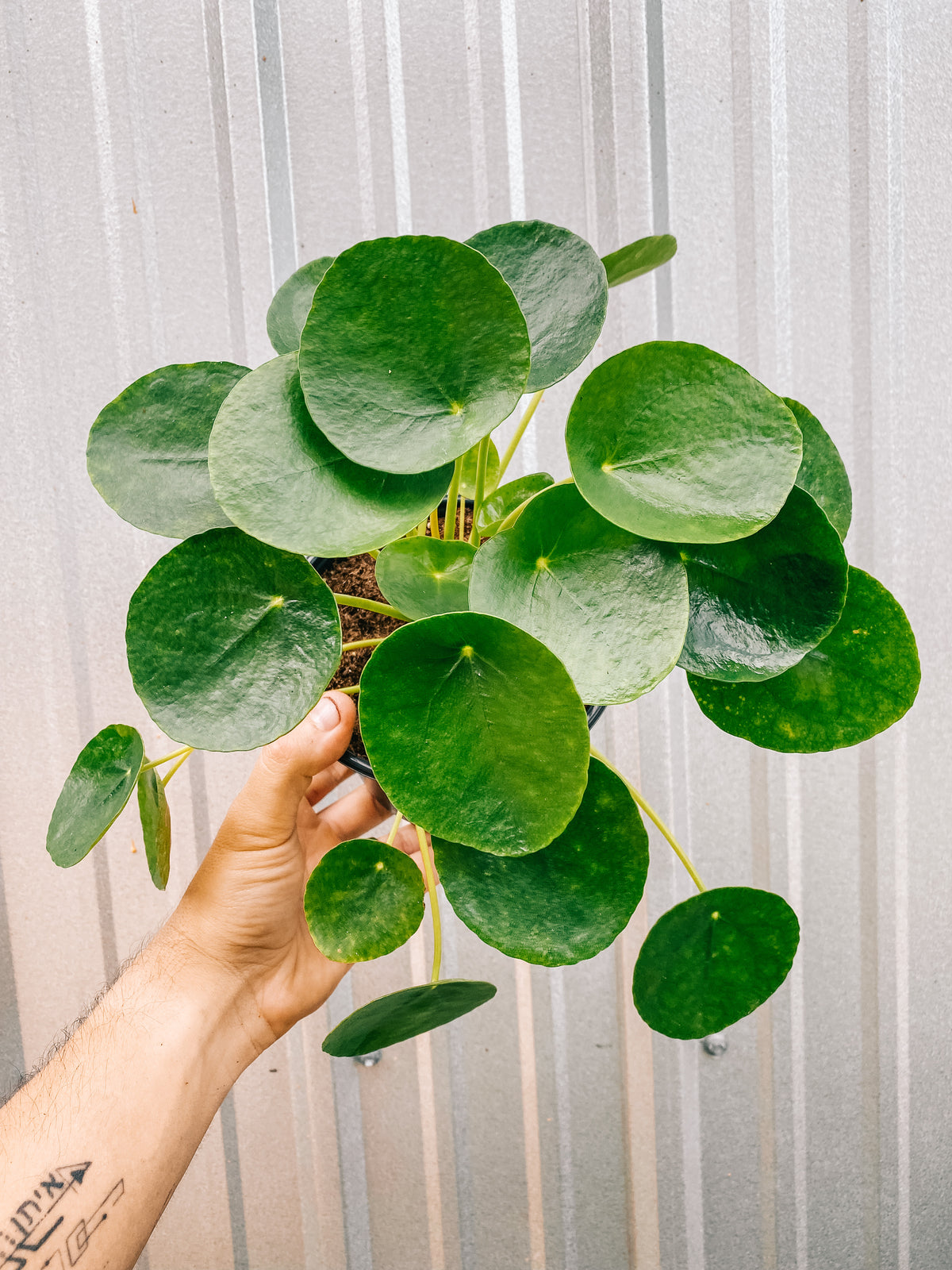 6" Pilea Peperomioides 'Chinese Money Coin’