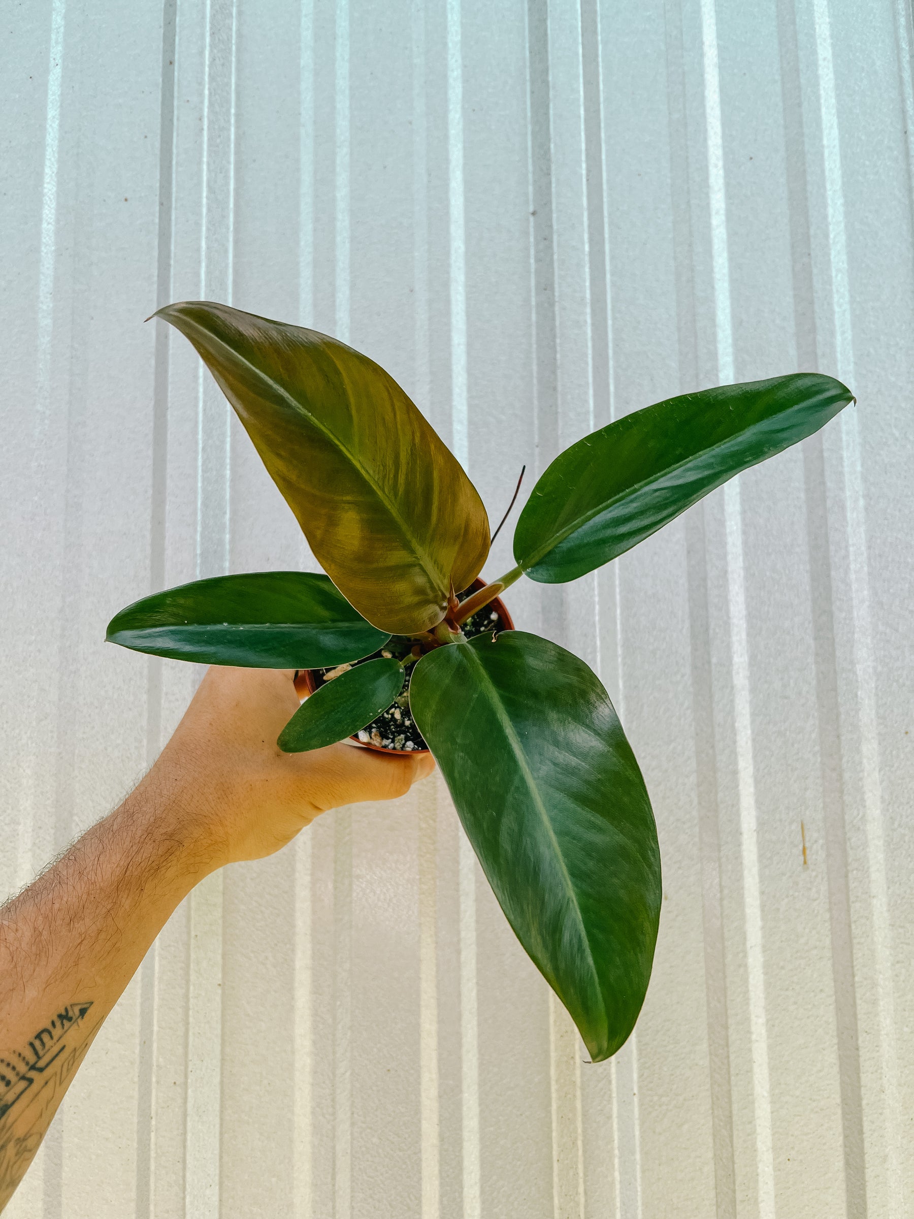 4" Philodendron 'Imperial Red'
