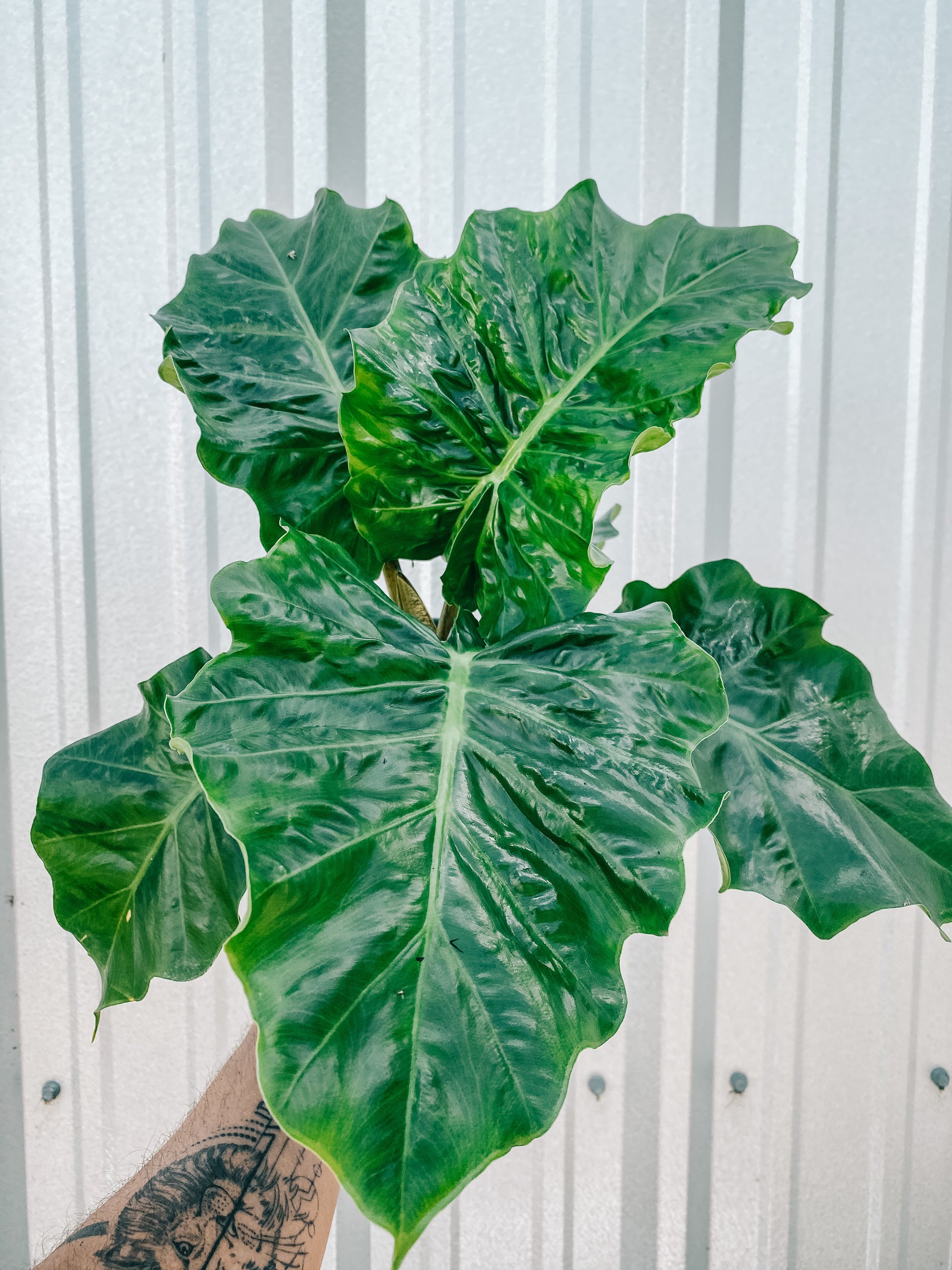 low rider elephant ear plant 6" Alocasia 'Low Rider'