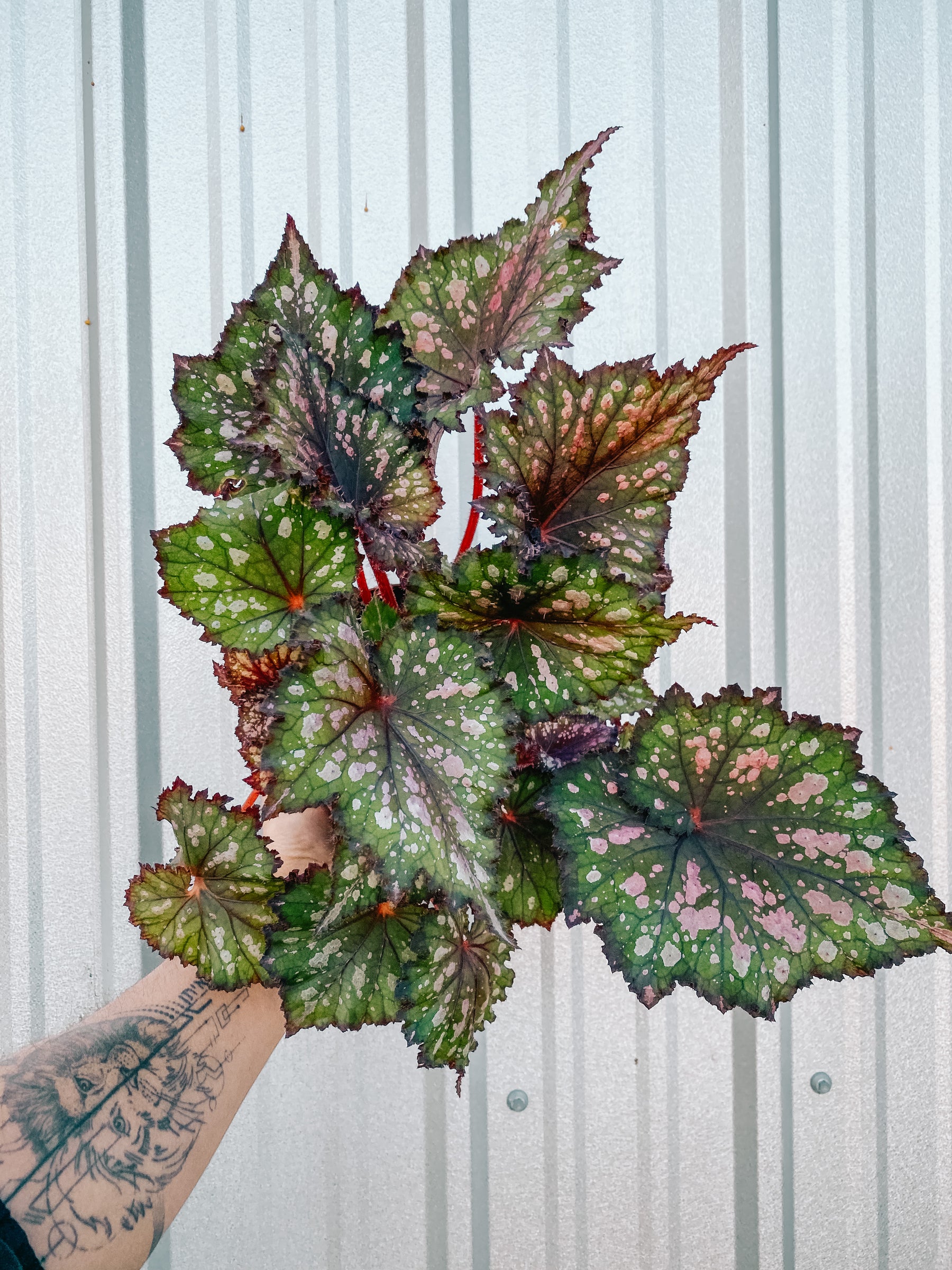 6" Begonia 'Michael's Unknown'