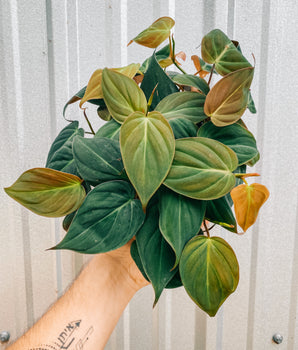 6" Philodendron 'Micans'